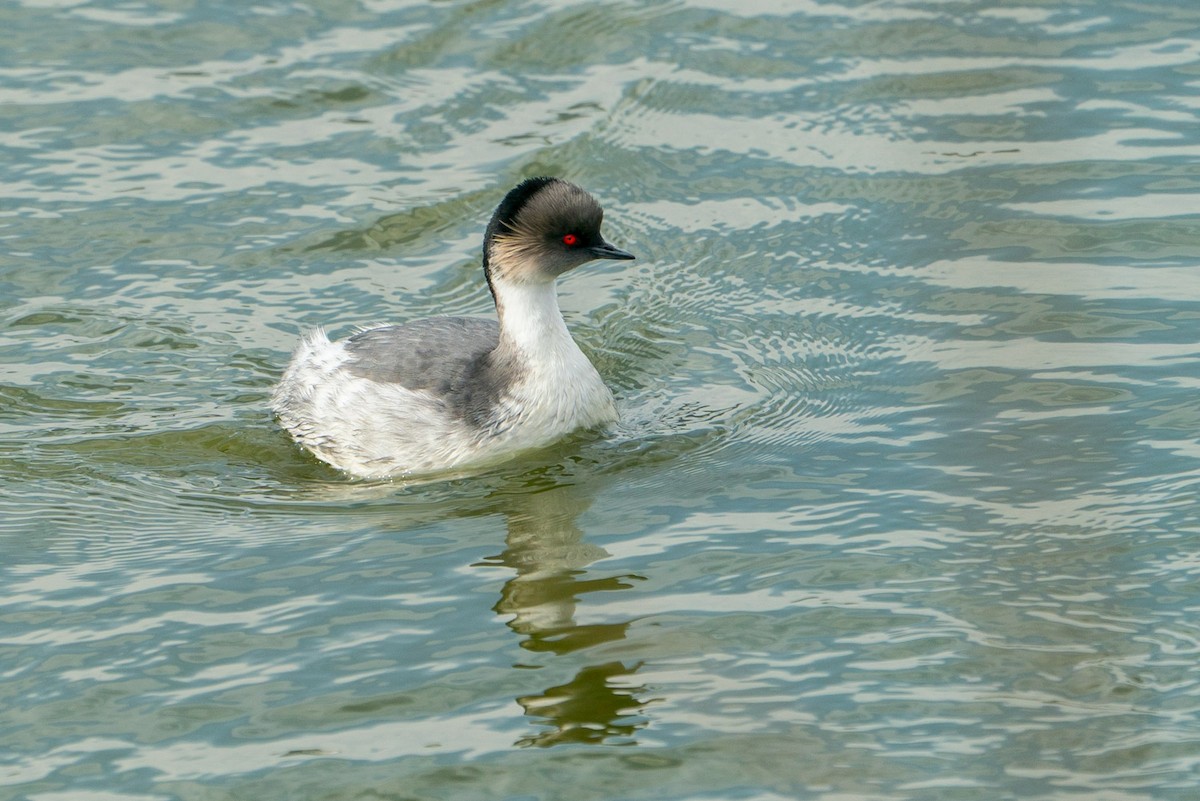 Silvery Grebe - Joao Quental JQuental