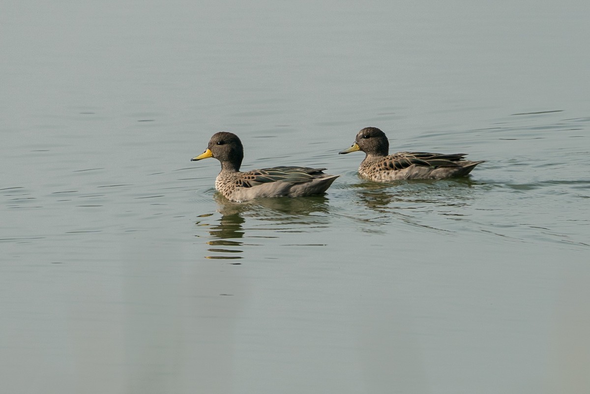 Yellow-billed Teal - Joao Quental JQuental