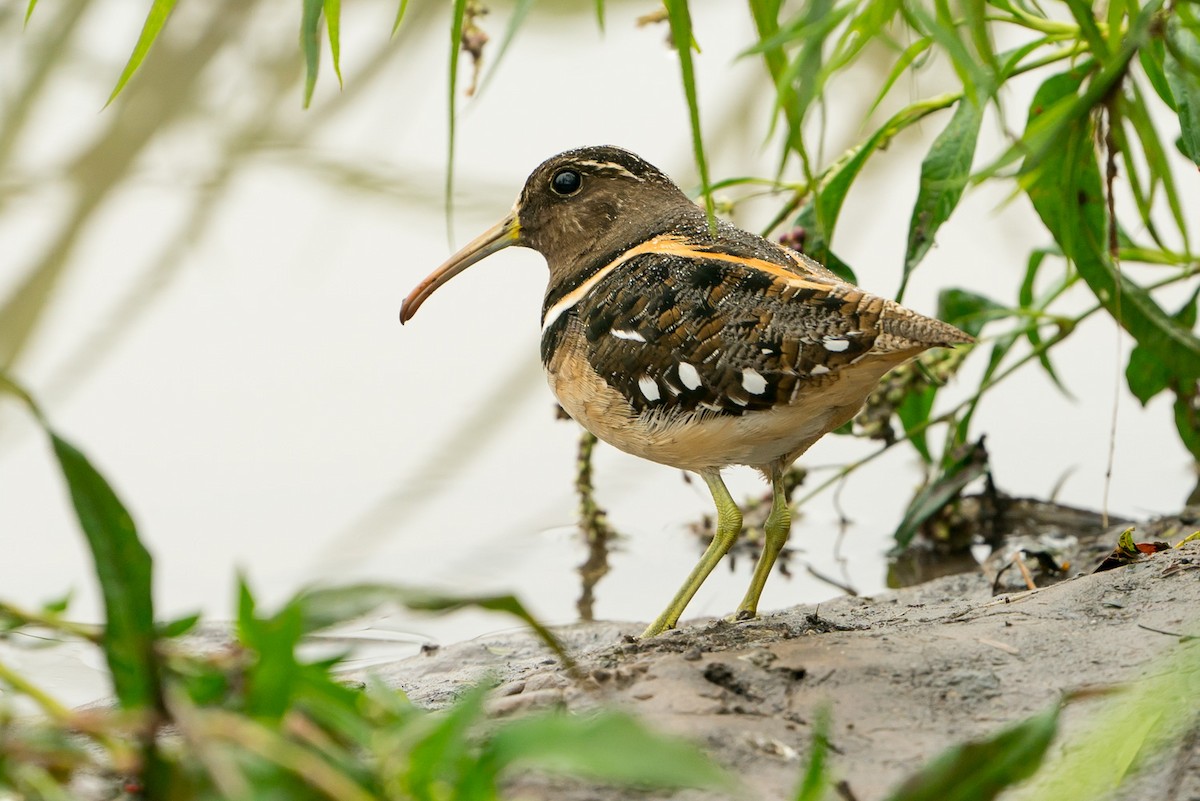 South American Painted-Snipe - Joao Quental JQuental