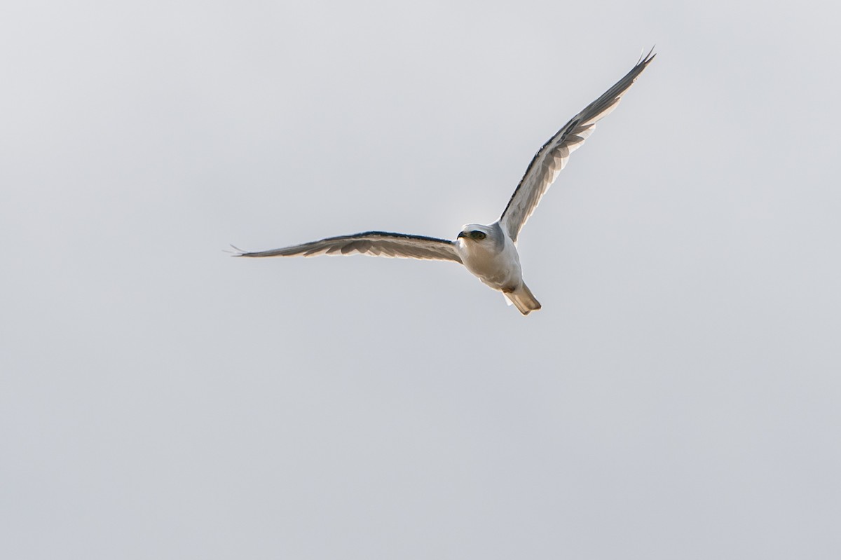 White-tailed Kite - Joao Quental JQuental