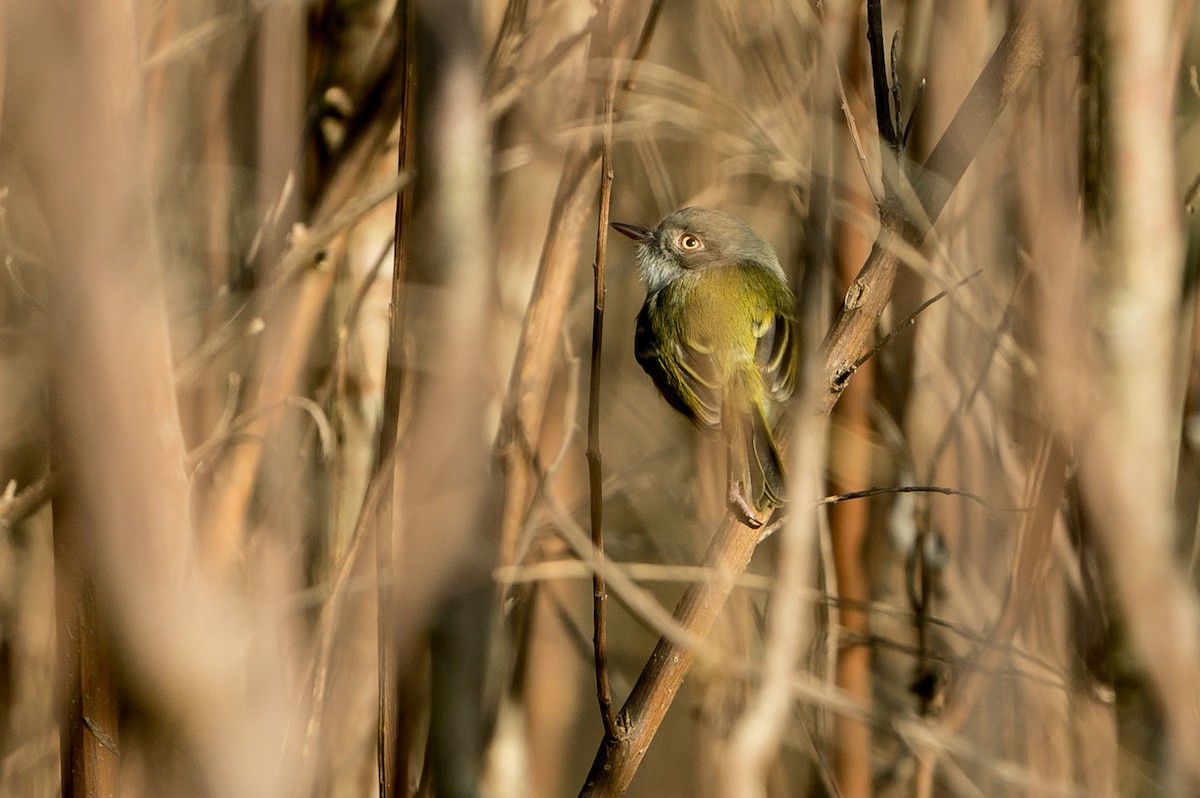 Pearly-vented Tody-Tyrant - ML105769491