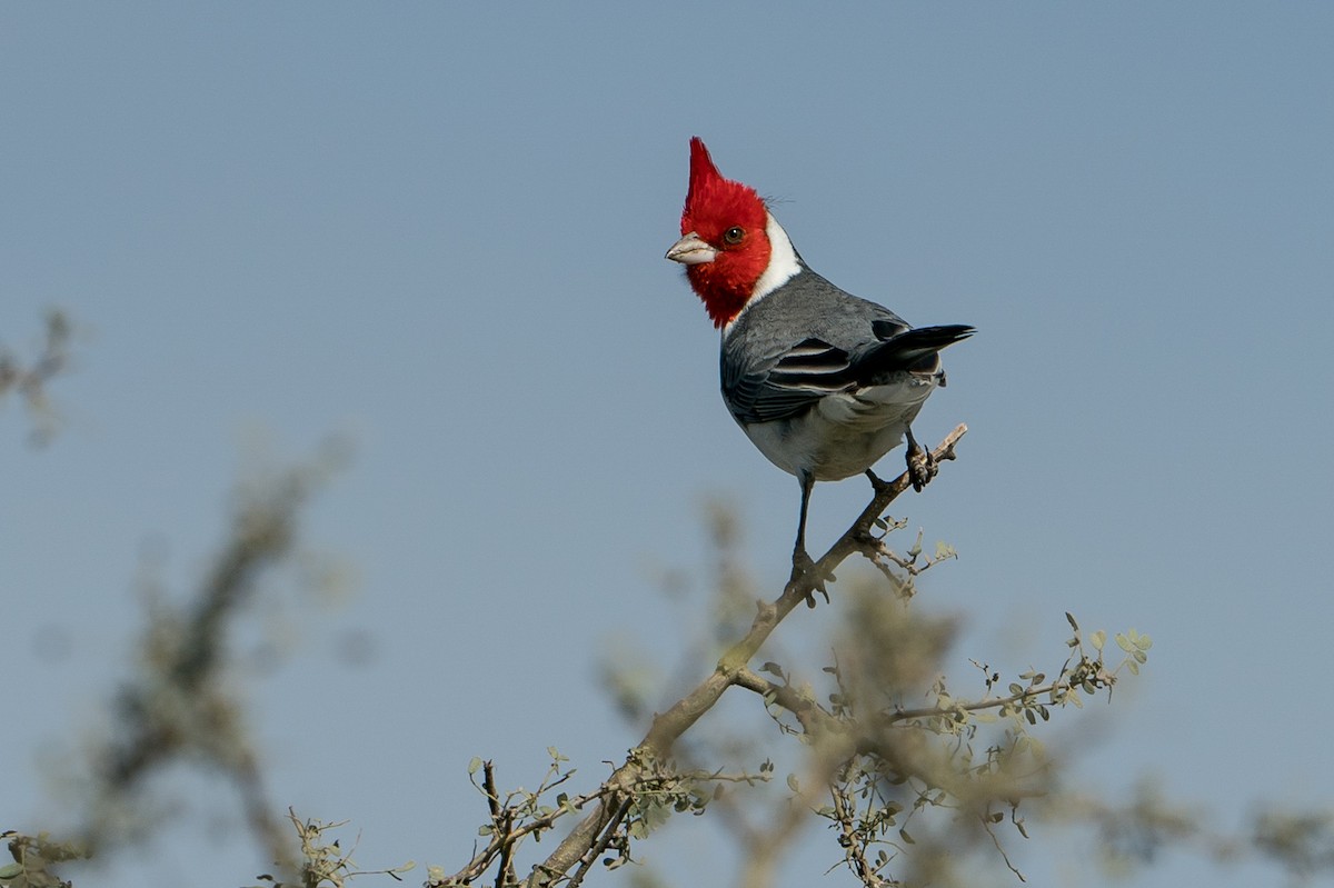 Red-crested Cardinal - ML105769721