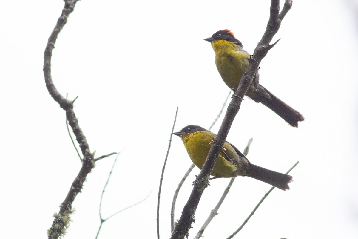 Yellow-breasted Brushfinch (Yellow-breasted) - ML105773691