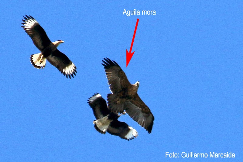 Águila Mora - ML105776111
