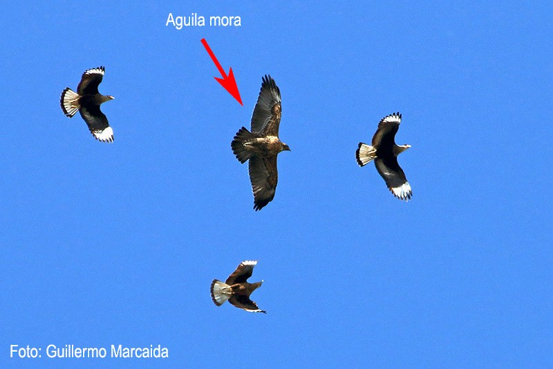 Black-chested Buzzard-Eagle - Coa Recs