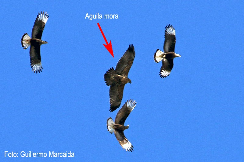 Águila Mora - ML105776151