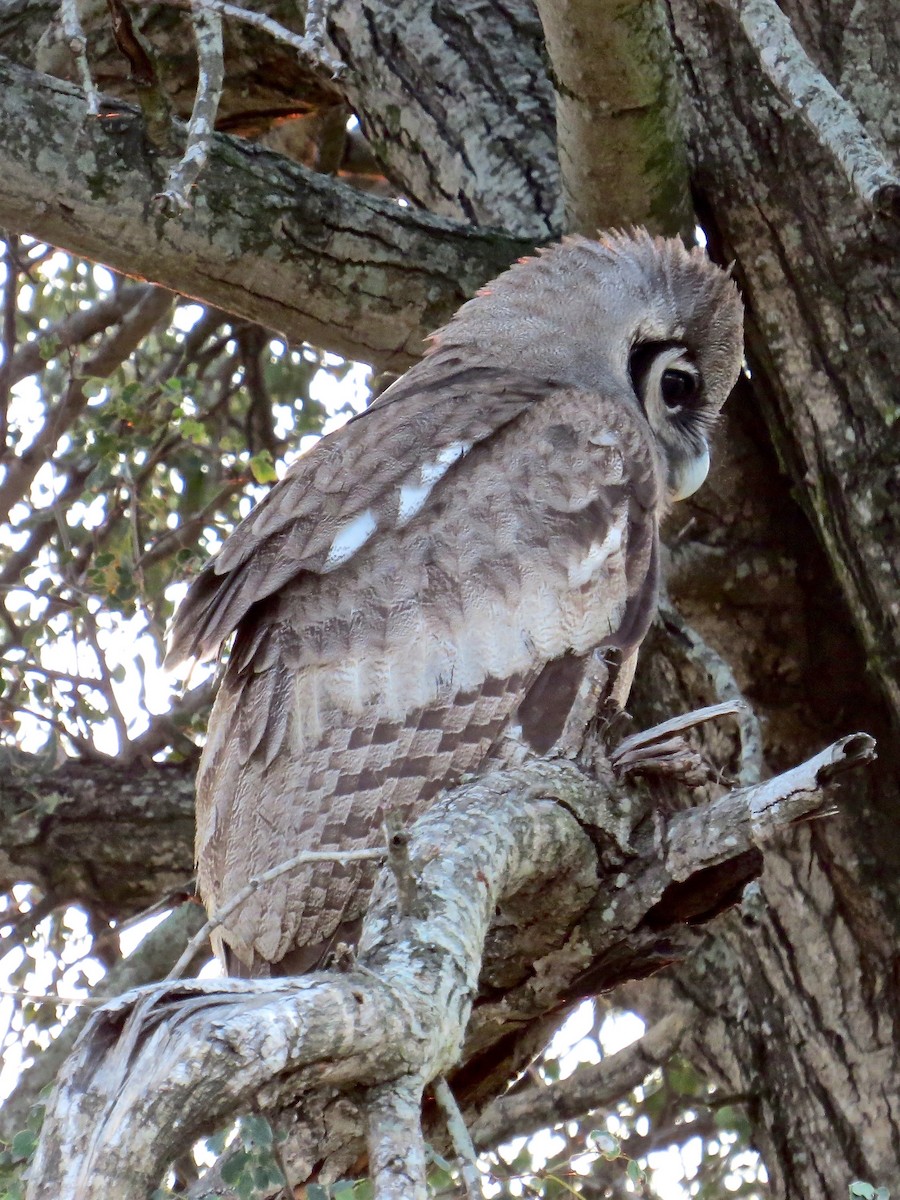 Verreaux's Eagle-Owl - Kenneth Weaver