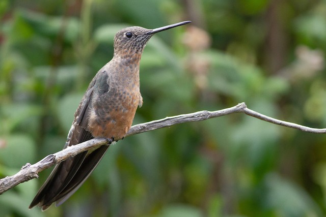 giant hummingbird