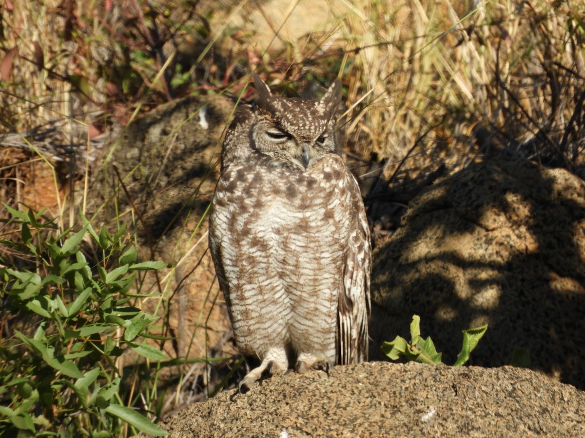 Spotted Eagle-Owl - Mark Stevens