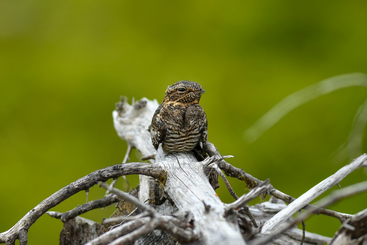 Common Nighthawk - Mike Charest