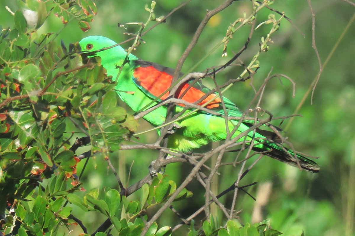Red-winged Parrot - Pat and Denise Feehan