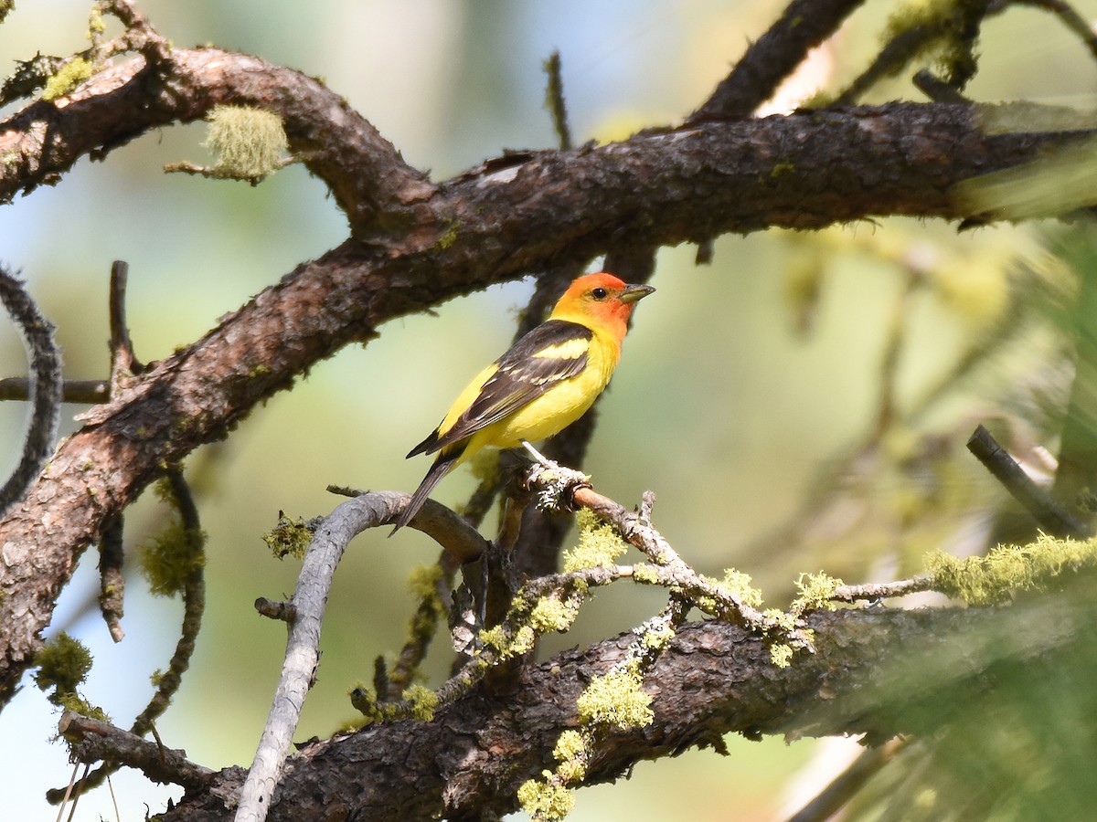 Western Tanager - ML105785551