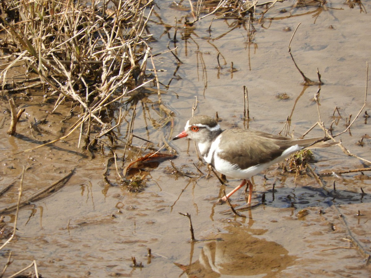 Three-banded Plover - ML105786721