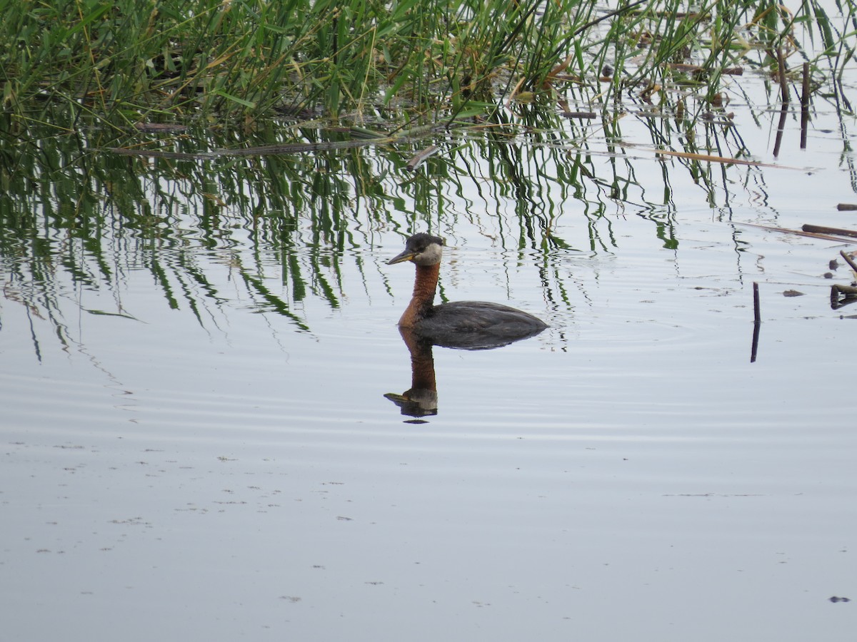 Red-necked Grebe - ML105787171