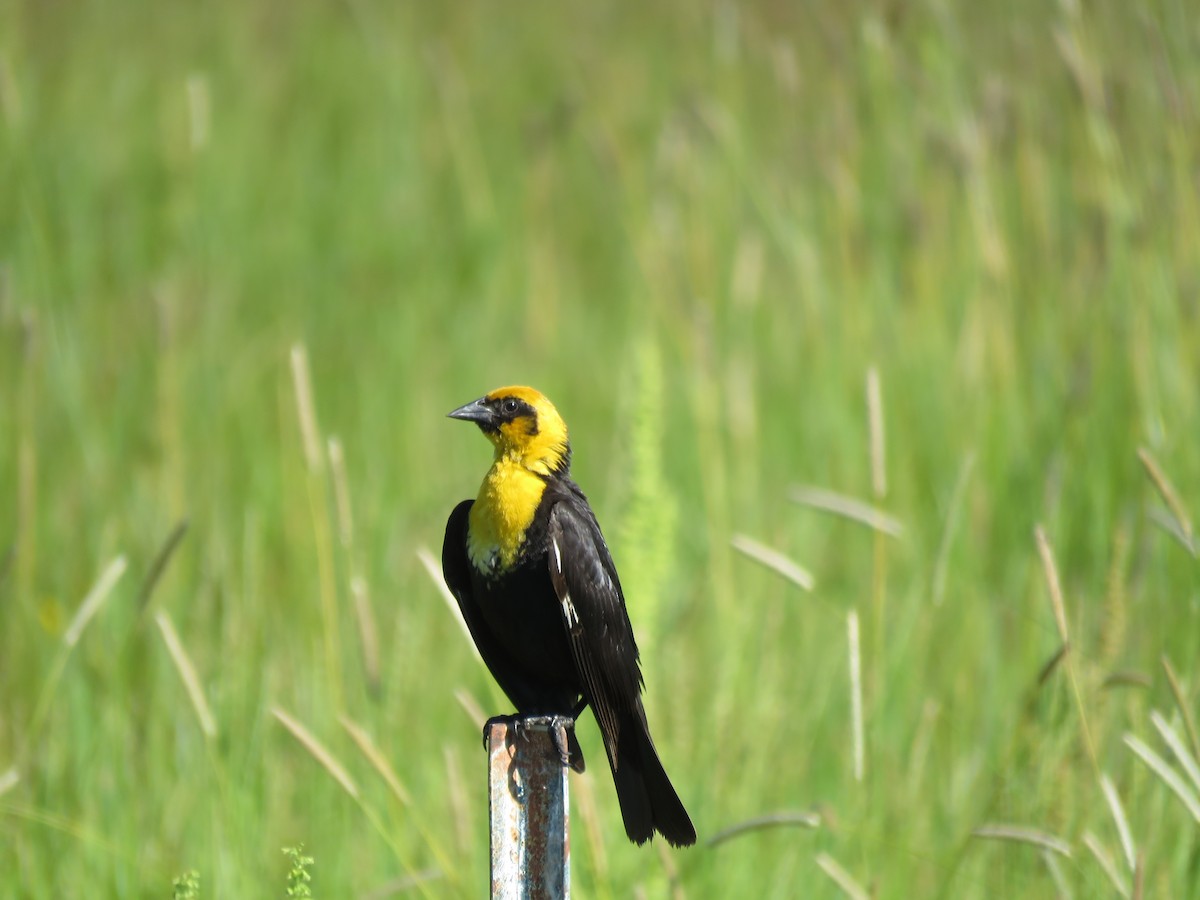 Yellow-headed Blackbird - ML105787531