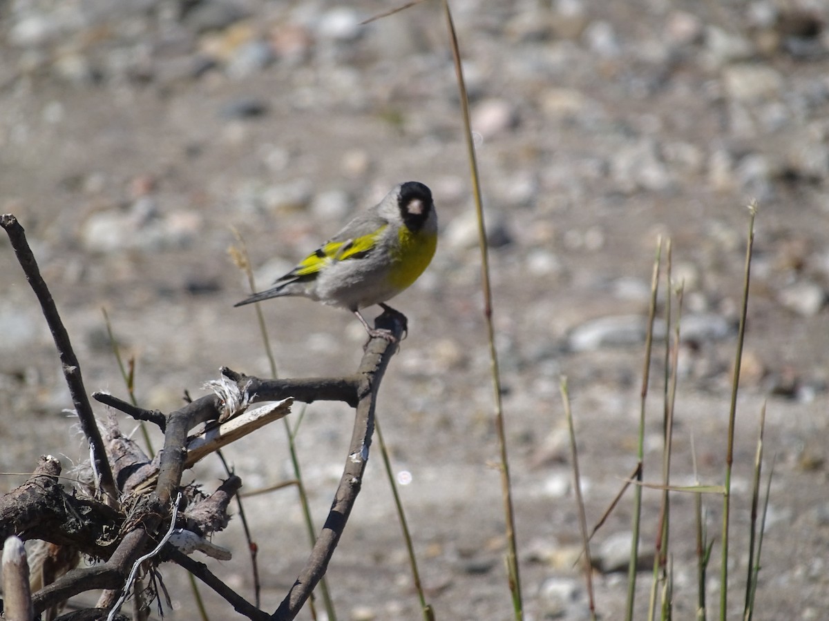 Lawrence's Goldfinch - ML105788571