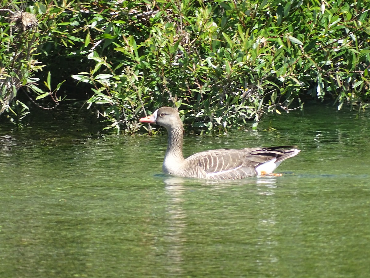 Greater White-fronted Goose - ML105788641