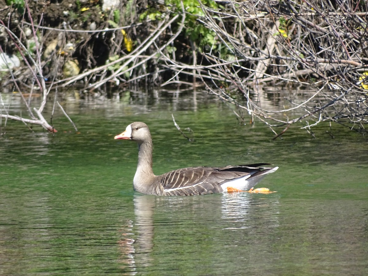 Greater White-fronted Goose - ML105788651