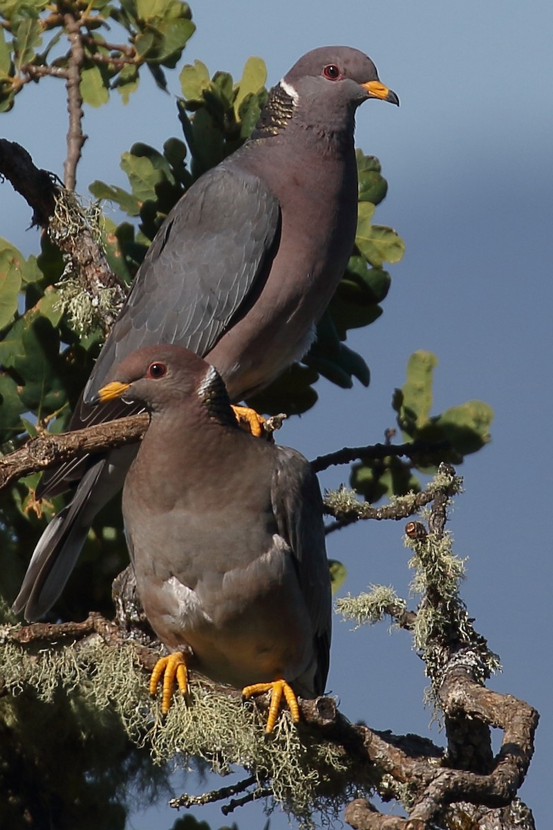 Band-tailed Pigeon - ML105790191