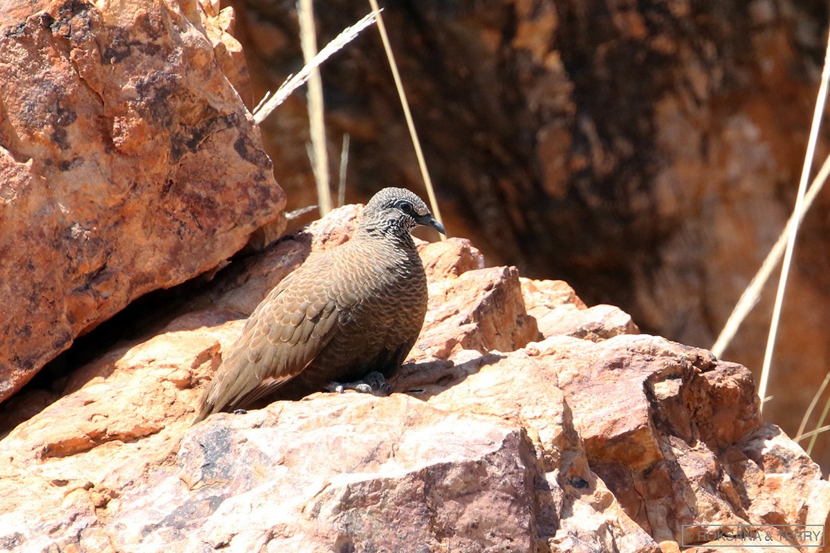 White-quilled Rock-Pigeon - Roksana and Terry