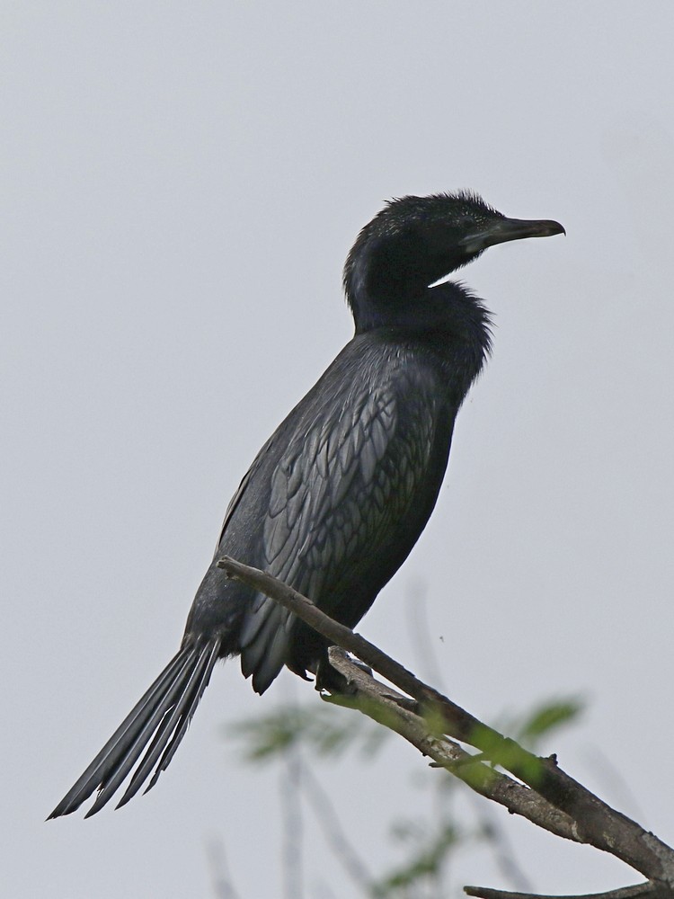 Little Cormorant - Subhadra Devi