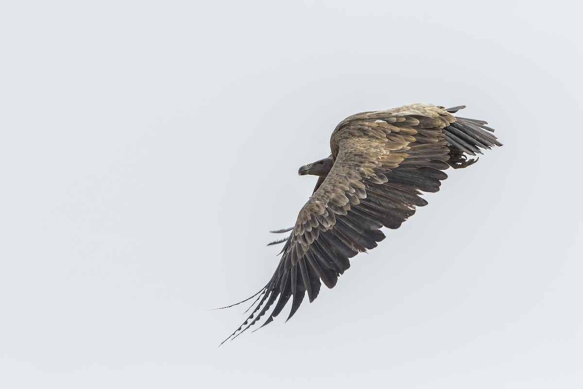 Indian Vulture - Amol Marathe