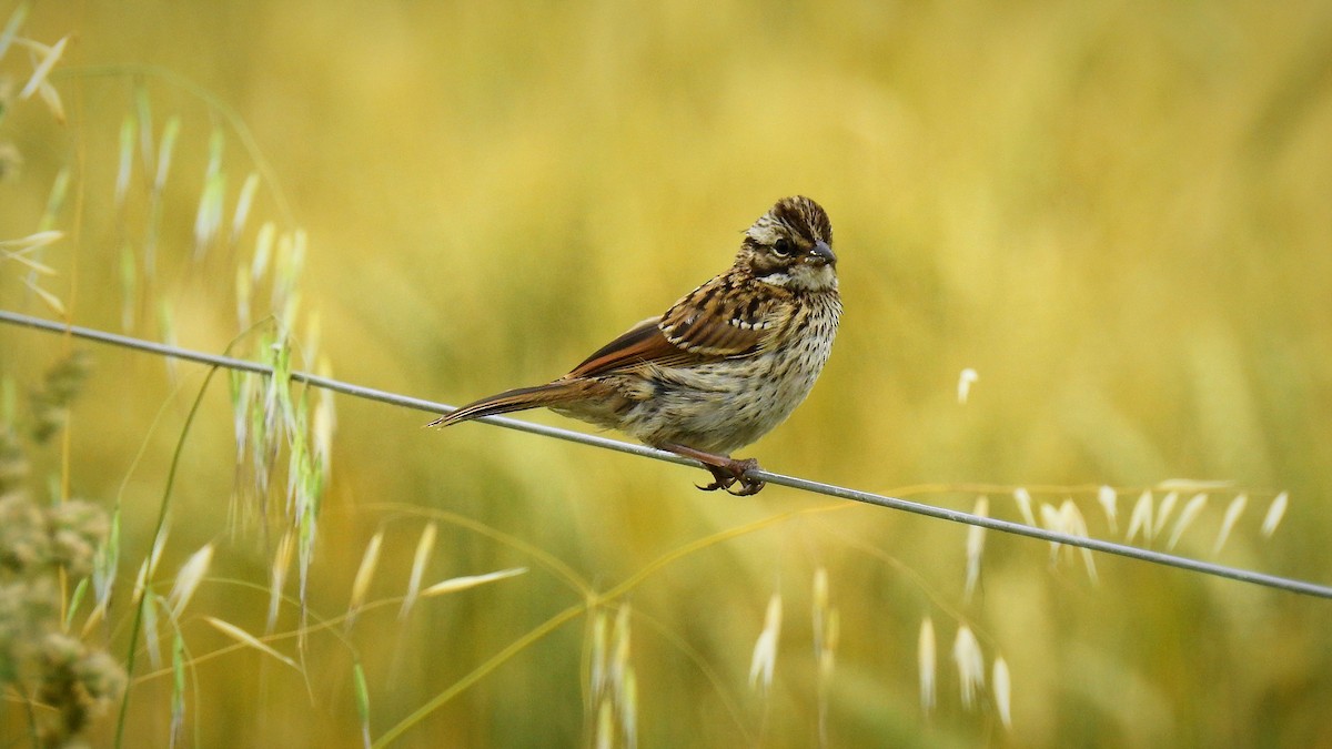 Rufous-collared Sparrow - ML105797301