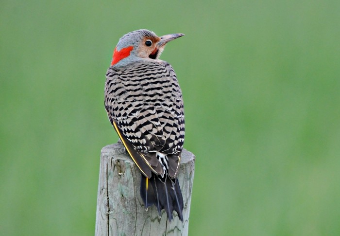 Northern Flicker (Yellow-shafted) - ML105798881