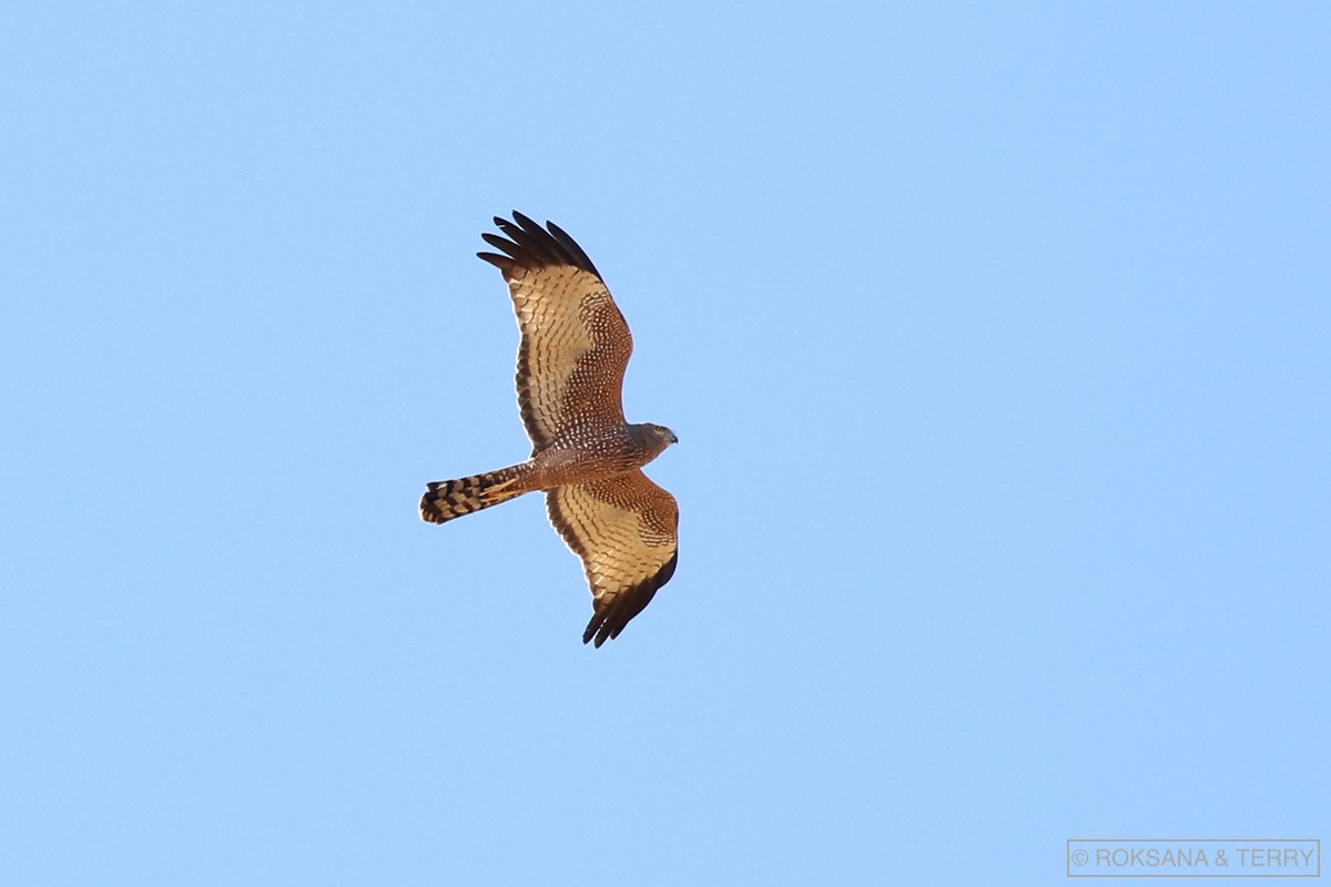 Spotted Harrier - Roksana and Terry