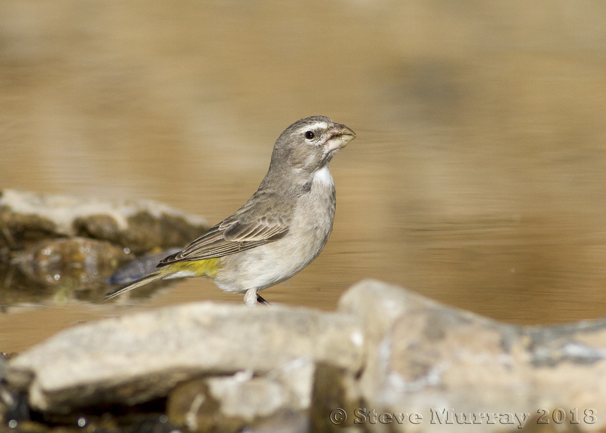 White-throated Canary - ML105800151