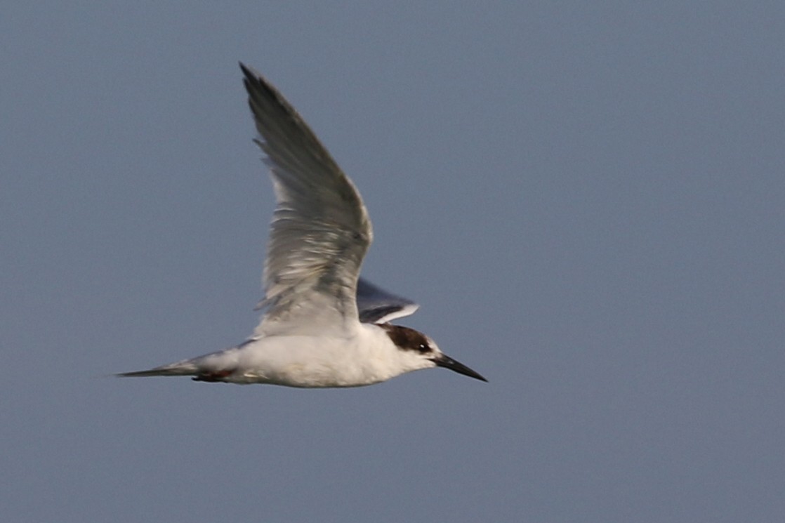 Common Tern - Meg Rousher