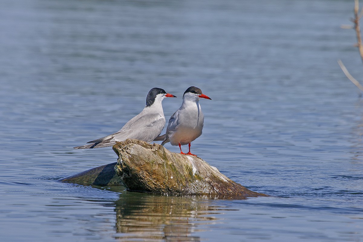 Common Tern - Wido Hoville