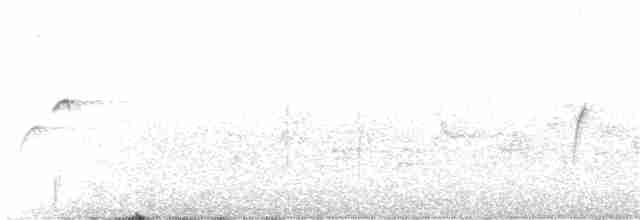 Batı Amerika Sinekkapanı (occidentalis/hellmayri) - ML105804381