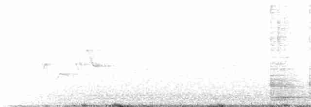 Дятел-смоктун білочеревий - ML105804421