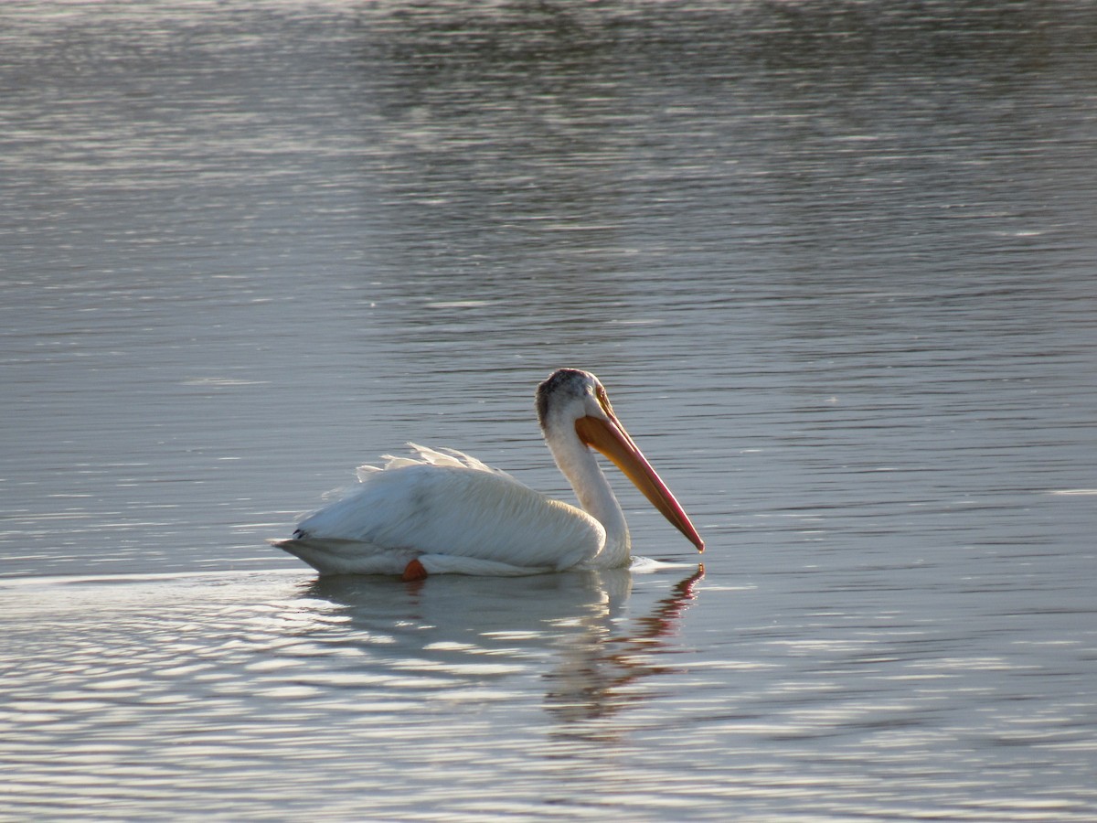 American White Pelican - Kyle Clements