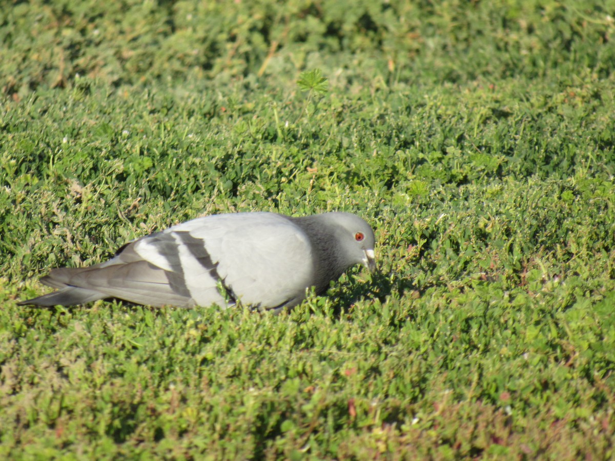 Rock Pigeon (Feral Pigeon) - ML105804611