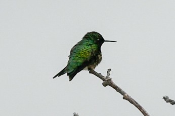 Ruby-throated Hummingbird - ML105805041