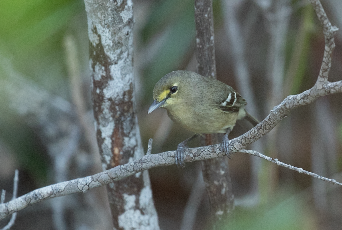 Thick-billed Vireo - ML105806191