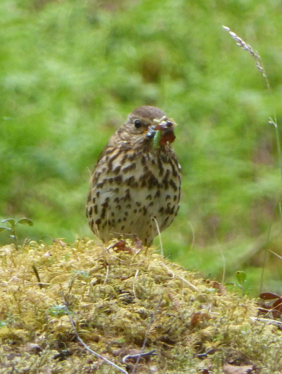 Song Thrush - Clive S. & Sheila M. Williamson
