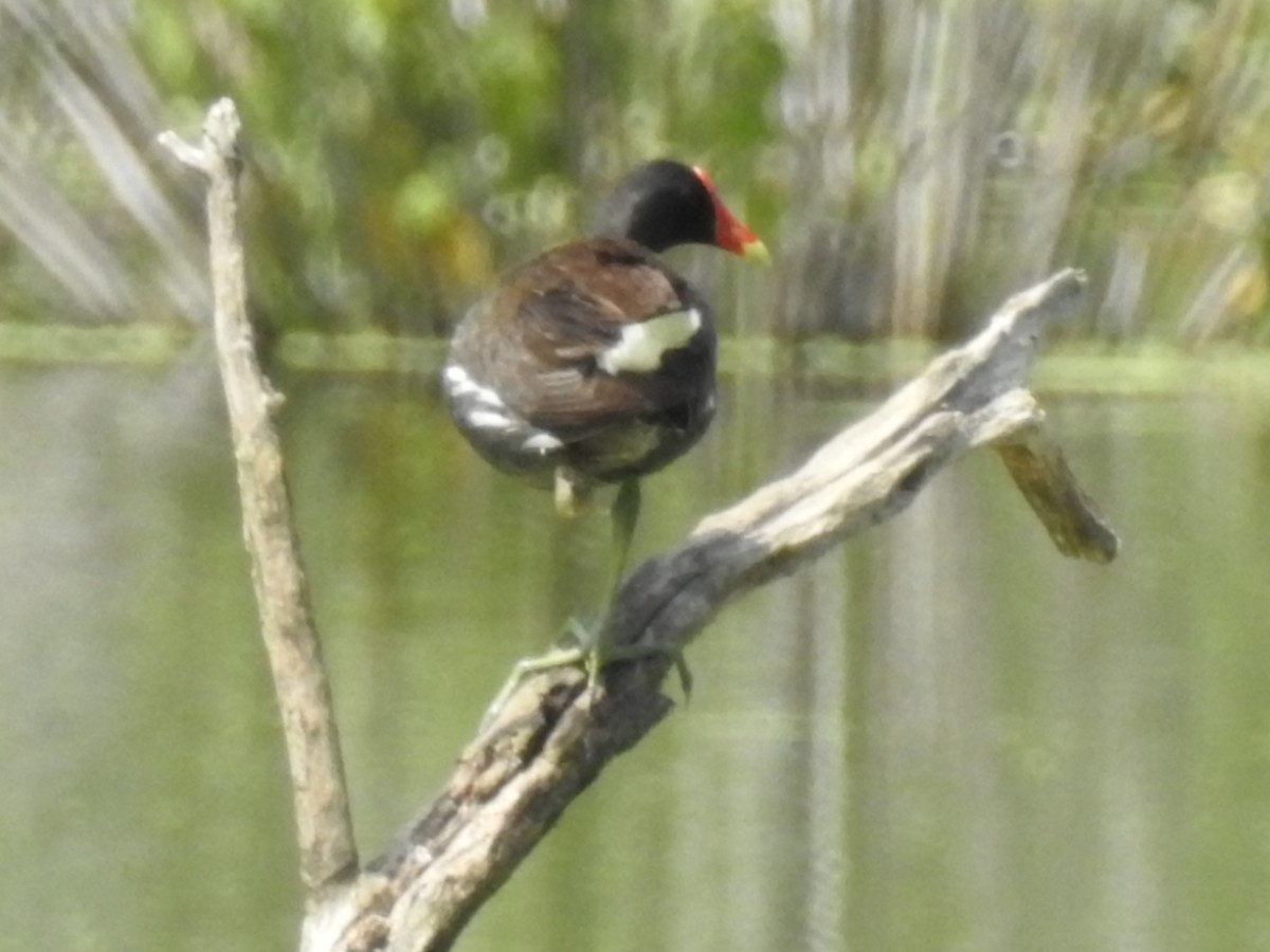 Common Gallinule - Mike Thelen