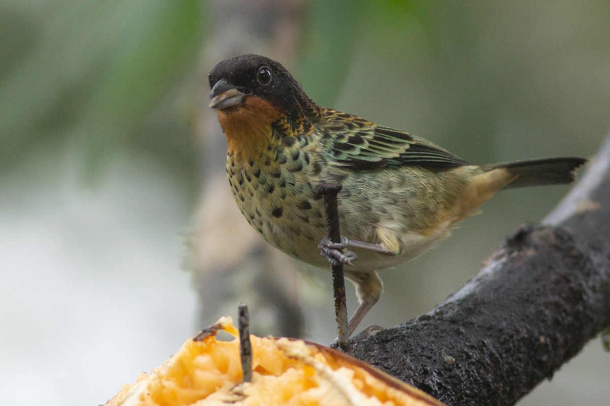 Rufous-throated Tanager - ML105808971