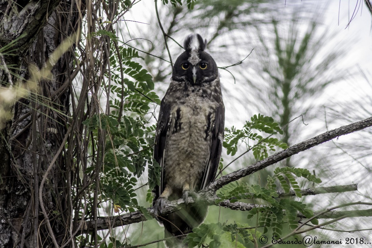 Stygian Owl - Jorge Eduardo Ruano