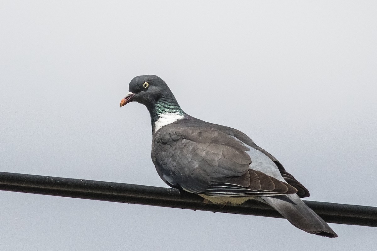 Common Wood-Pigeon - David Hird