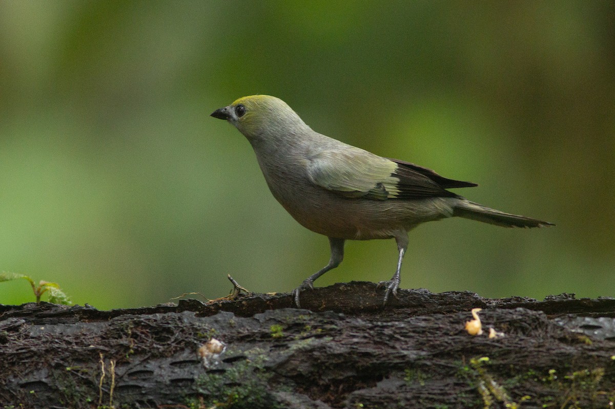 Palm Tanager - ML105813991