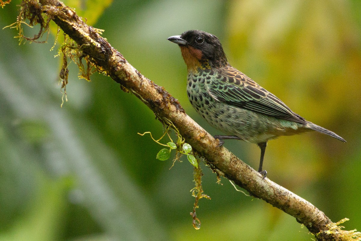 Rufous-throated Tanager - Angus Pritchard