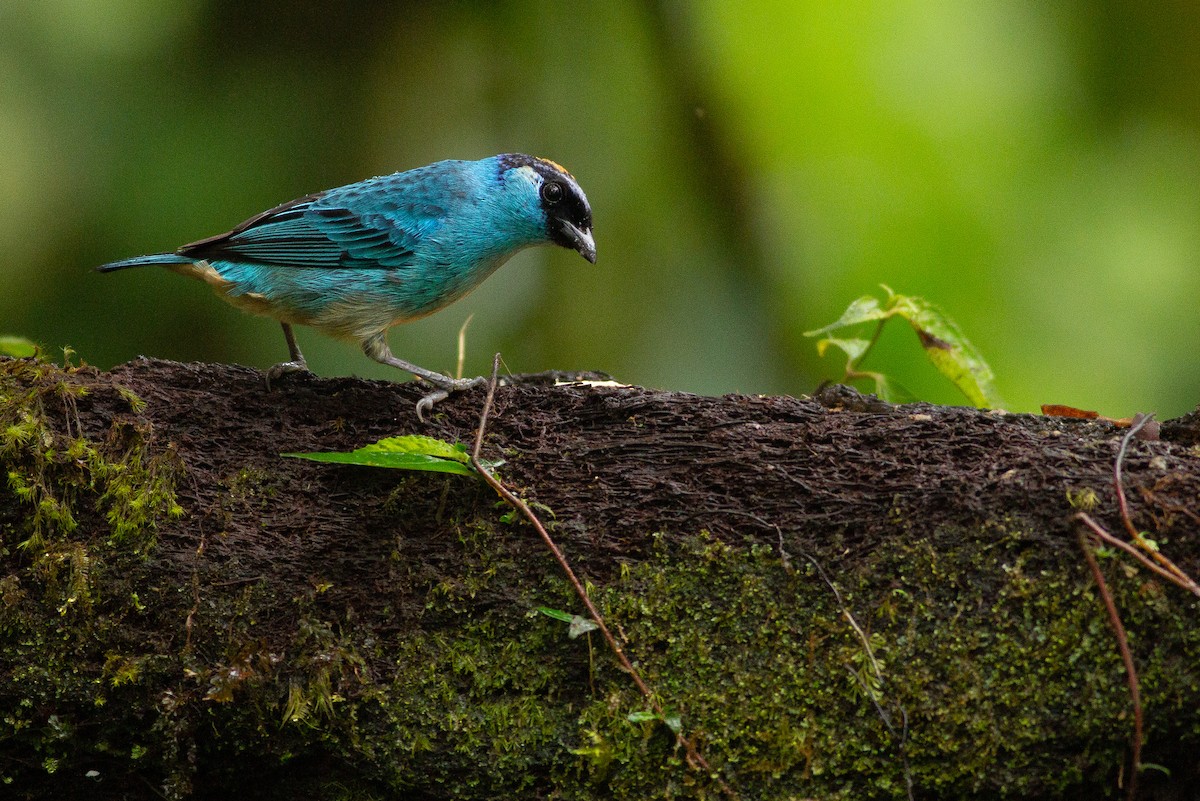 Golden-naped Tanager - Angus Pritchard