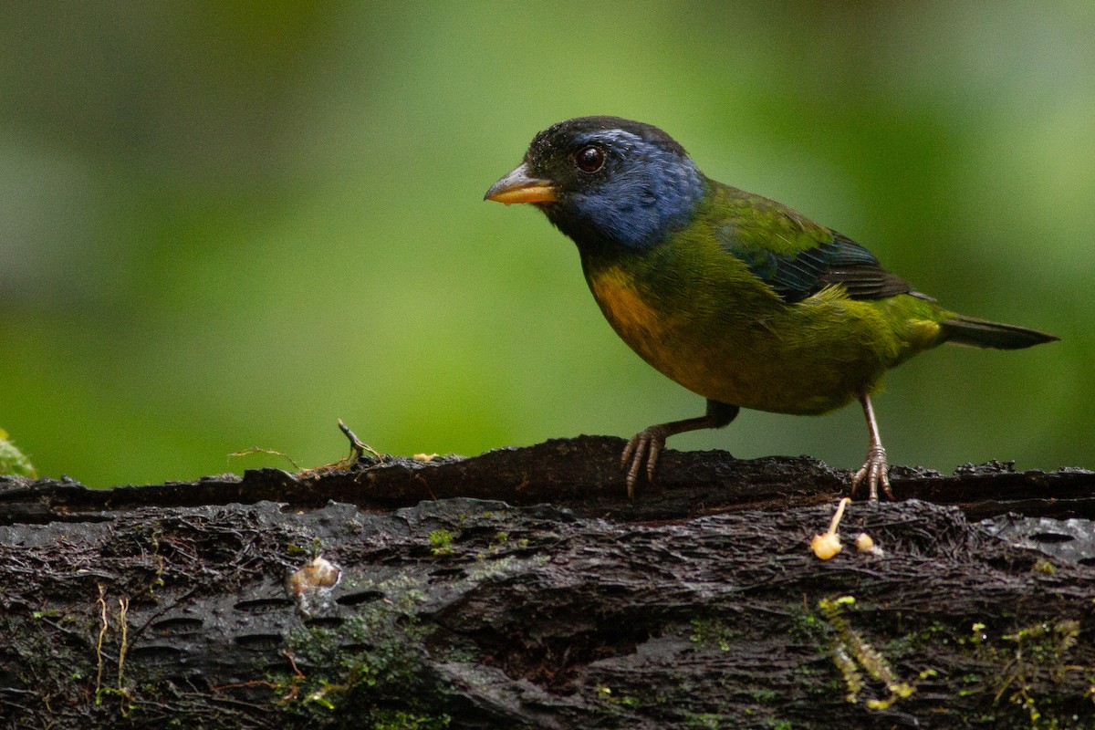 Moss-backed Tanager - Angus Pritchard