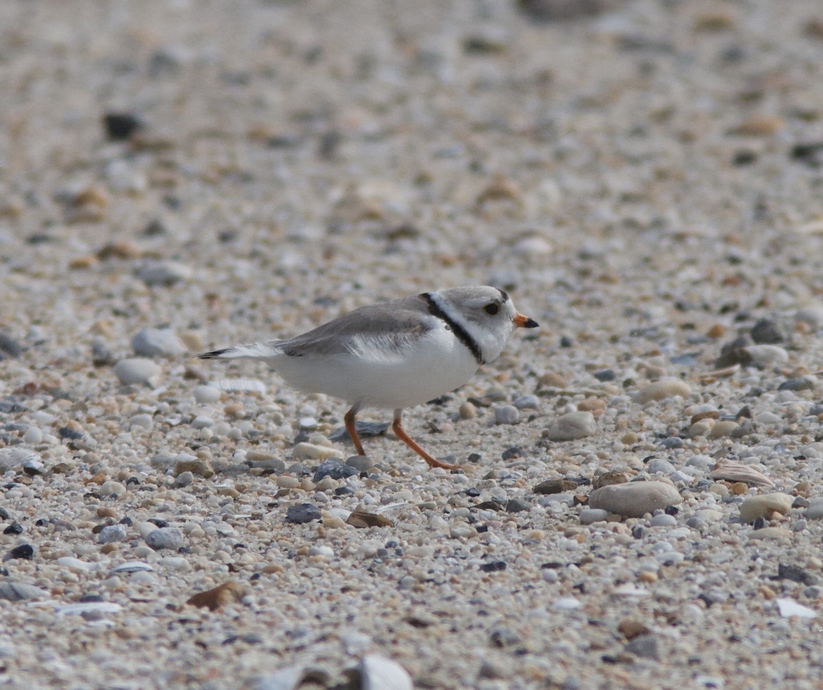 Piping Plover - Henry McLin
