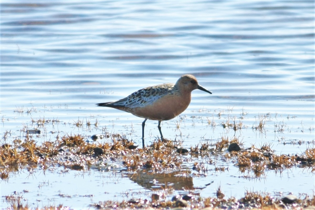 Red Knot - ML105815741