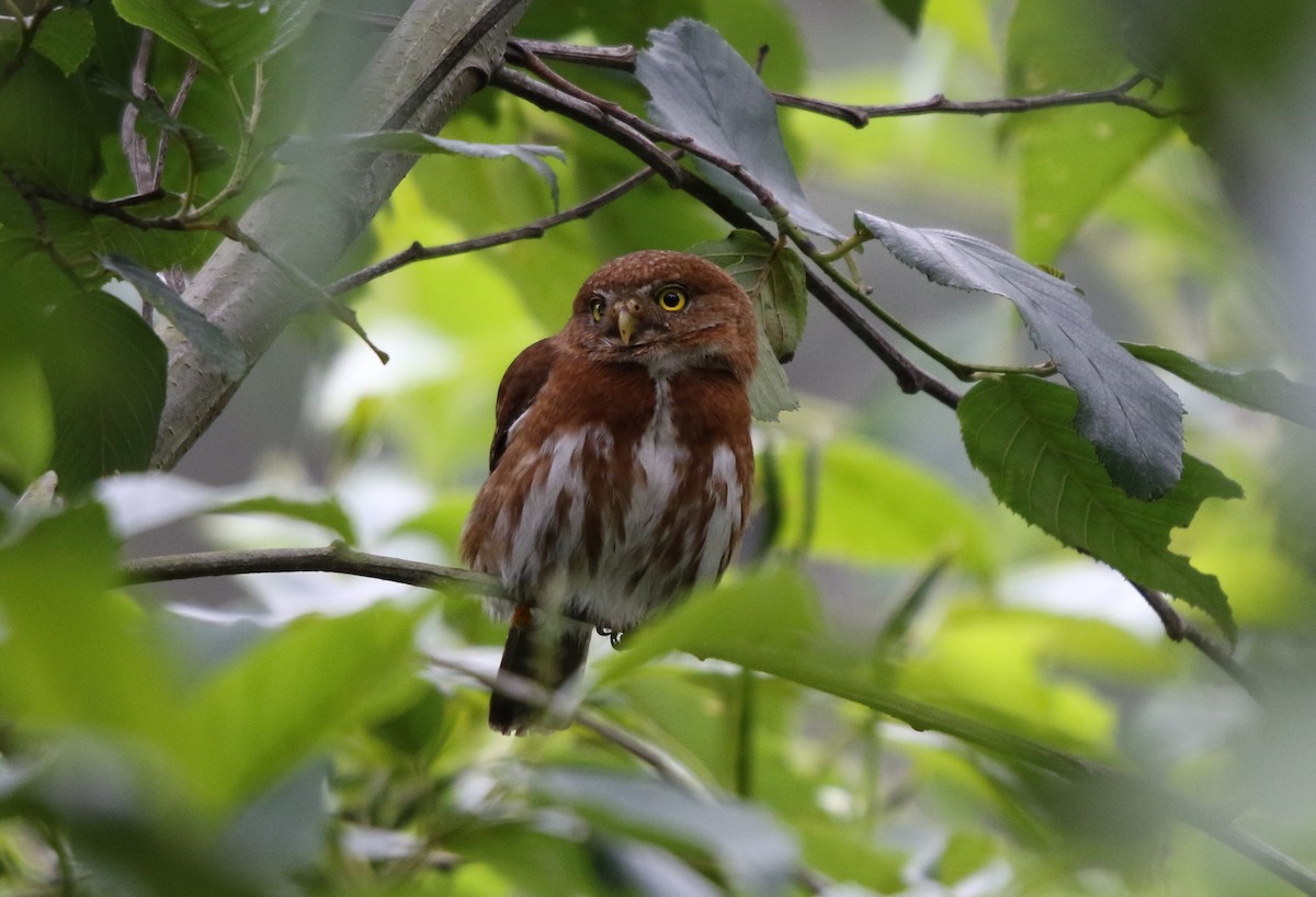 Northern Pygmy-Owl (Guatemalan) - Daniel Aldana | Ornis Birding Expeditions